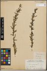 Foto von Salix purpurea L.